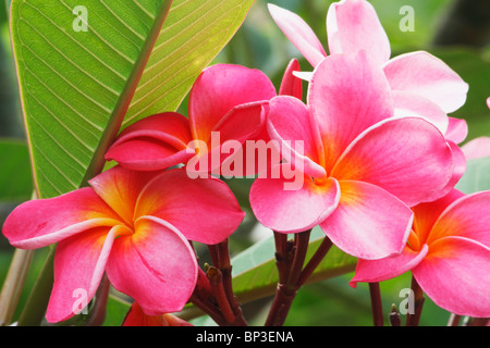 Frangipanier (Plumeria rubra) Banque D'Images