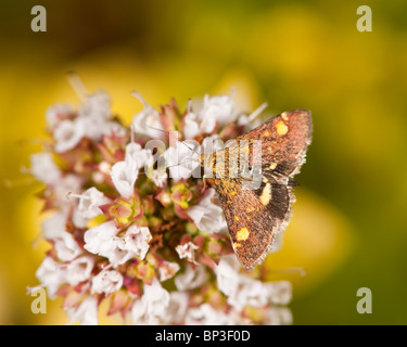 Pyrausta purpularis sur l'origan Banque D'Images