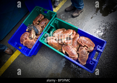 La salle des ventes à Roscoff (France), les crabes tourteau (Cancer pagurus) affiche pour les acheteurs. Crabes tourteaux à la vente. Banque D'Images