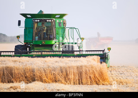 Combiner la récolte de blé dans les Prairies canadiennes. Près de Winkler, au Manitoba, Canada. Banque D'Images