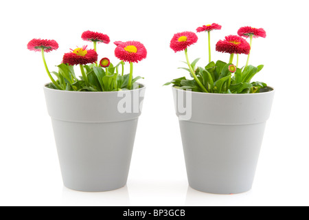 Bellis fleurs de jardin en pots gris isolated over white Banque D'Images