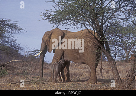 New Born Baby Elephant calf seulement quelques heures suckling pour première fois la réserve nationale de Samburu, Kenya Afrique de l'Est Banque D'Images