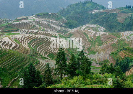 Sept étoiles et de la lune, vue dorsale du Dragon des terrasses de riz, près de Zhuang village de Ping An. Banque D'Images