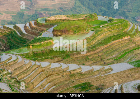 Sept étoiles et de la lune, vue dorsale du Dragon des terrasses de riz, près de Zhuang village de Ping An. Banque D'Images