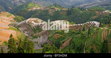 Sept étoiles et de la lune, vue dorsale du Dragon des terrasses de riz, près de Zhuang village de Ping An. Banque D'Images