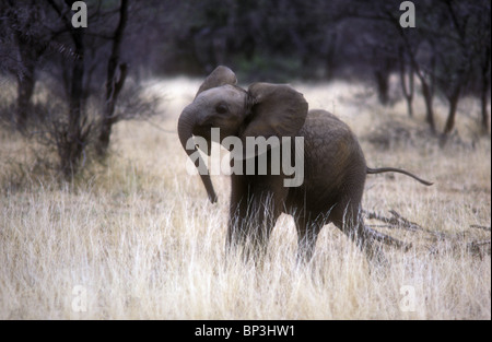 Les jeunes baby elephant calf jouant avec le tronc et le tournis il aroung la tête de la réserve nationale de Samburu, Kenya Afrique de l'Est Banque D'Images