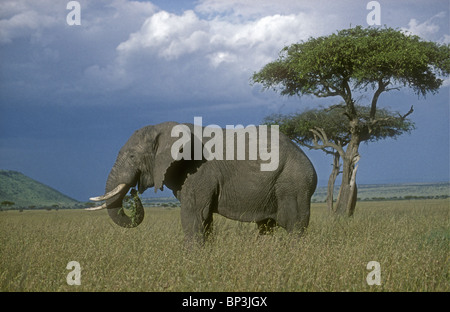 L'éléphant mâle mâle alimentation pâturage dans les prairies près de l'arbre de savane balanites Masai Mara National Reserve Afrique Kenya Banque D'Images