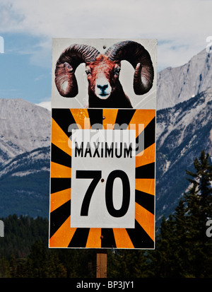 Signe de la limite de vitesse dans le parc national Jasper. Big Horn Sheep droit Banque D'Images