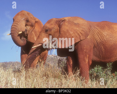 Deux éléphants recouverts de la terre rouge de l'Est de Tsavo National Park Le Kenya se nourrissant d'herbe près de l'éléphant est un orphelin Eleanor Banque D'Images