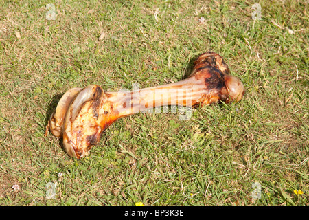 Gros chiens bone sur l'herbe. Banque D'Images