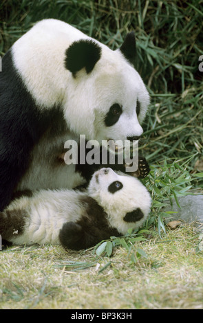 Panda géant mère avec 5-month-old baby, Daliang, Chine Banque D'Images