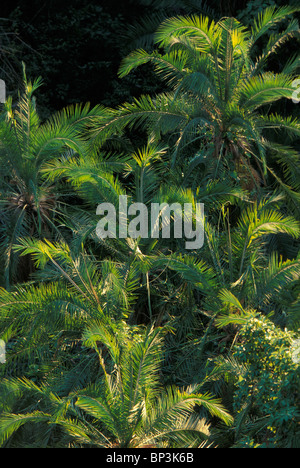 L'Afrique, Zambie, Mosi-Oa-Tunya National Park, vue de dessus de palmiers le long de la rivière Zambezi, près de Victoria Falls Banque D'Images