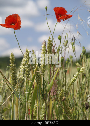 Deux coquelicots rouges sauvages parmi les plus en plus d'une récolte de blé dans un champ les agriculteurs contre un ciel bleu avec des nuages blancs Banque D'Images