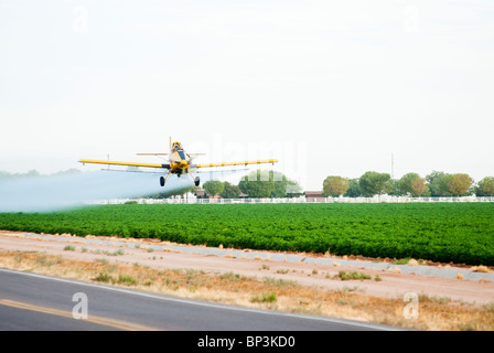 Un avion pulvérisateur applique des pesticides à un champ de coton venant à échéance. Banque D'Images