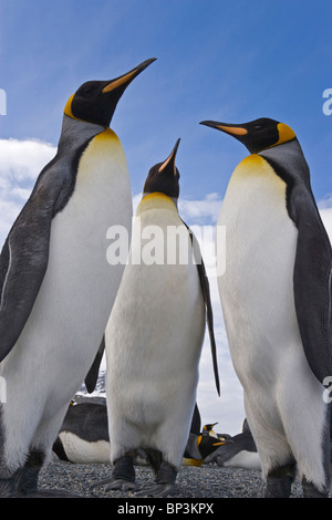 Territoire du Royaume-Uni, South Georgia Island, Saint Andrews Bay. Close-up de trois manchots royaux. Banque D'Images