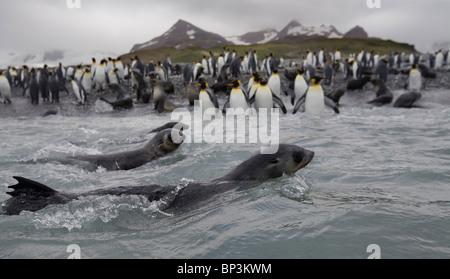 L'Antarctique, l'île de Géorgie du Sud Antarctique , Fur Seal swimming in surf près de pingouins roi bondé à Salisbury Plains Banque D'Images