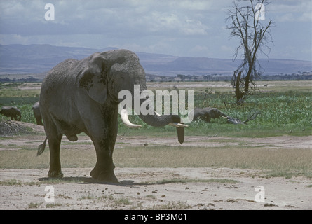 Vieux taureau éléphant mâle mature se reposant avec sa trompe sur l'une de ses défenses dans le Parc national Amboseli Kenya Afrique de l'Est Banque D'Images