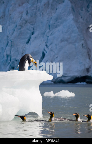 L'antarctique, South Georgia Island , manchots royaux et à la masse des glaciers de montagne iceberg au-dessus de Gold Harbour Banque D'Images