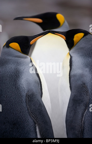 L'antarctique, South Georgia Island , le Manchot royal (Aptenodytes patagonicus) dans le long de la baie de Elsehul rookery sur matin nuageux Banque D'Images