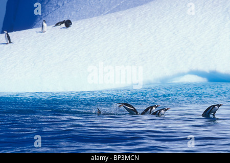 L'Antarctique, l'île de Trinité, Manchots un(Pygoscelis papua) Marsouin commun passé iceberg flottant dans la baie du sud Banque D'Images