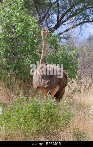 Autruche africaine féminine (Struthio camelus), parc national de Tsavo East, Kenya Banque D'Images
