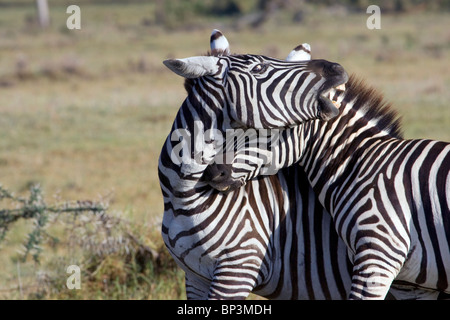 Zèbres (Equus quagga) de jouer, l'Est de Tsavo National Park, Kenya Banque D'Images