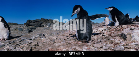 L'Antarctique, l'île Livingston, Gamla (Pygoscelis antarctica) avec les poussins dans la rookerie au point Hannah Banque D'Images