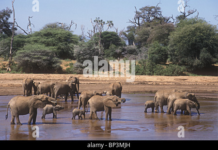 Troupeau d'éléphants éléphants à gué et de boire dans l'Uaso Nyiro Samburu National Reserve Kenya Afrique de l'Est Banque D'Images