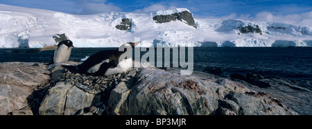 L'Antarctique, l'île de Trinité, Mikkelsen Harbour, Gentoo pingouin nichant en colonie sur promontoire rocheux près de glacier tidewater Banque D'Images