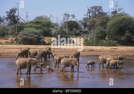 Troupeau d'éléphants éléphants à gué et de boire dans l'Uaso Nyiro Samburu National Reserve Kenya Afrique de l'Est Banque D'Images