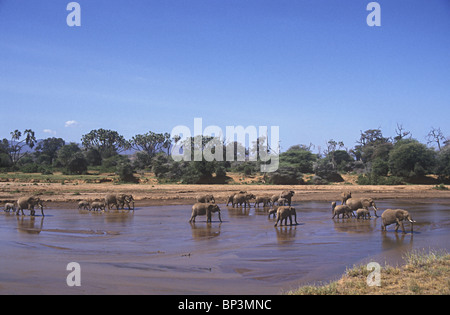 Troupeau d'éléphants éléphants à gué et de boire dans l'Uaso Nyiro Samburu National Reserve Kenya Afrique de l'Est Banque D'Images