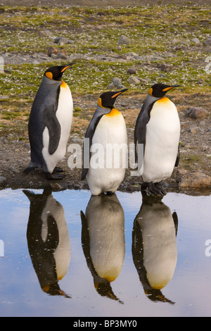 Territoire du Royaume-Uni, South Georgia Island, Saint Andrews Bay. Trois manchots royaux reflètent dans l'eau calme. Banque D'Images