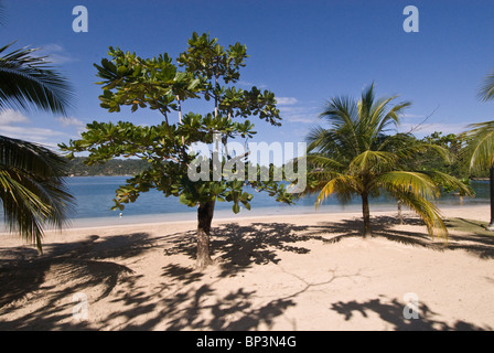 Plage déserte, de palmiers et de Soleil à Port Antonio, Jamaïque Banque D'Images