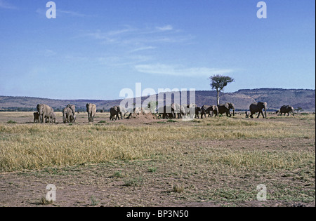 Troupeau d'éléphants éléphants avec les femelles et veaux dans le Masai Mara National Reserve Kenya Afrique de l'Est Banque D'Images