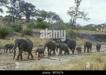 Troupeau d'éléphants famille groupe de femelles et veaux descendre lit de rivière à sec, à la recherche d'eau Parc national de Tarangire Tanzanie Banque D'Images