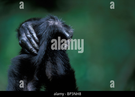 L'Afrique, l'Ouganda, la réserve de la forêt de Kibale, détail de chimpanzés (Pan troglodytes) tenant la main pendant qu'on se toilette dans rainforest Banque D'Images