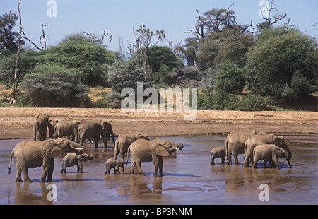 Troupeau d'éléphants éléphants à gué et de boire dans l'Uaso Nyiro Samburu National Reserve Kenya Afrique de l'Est Banque D'Images