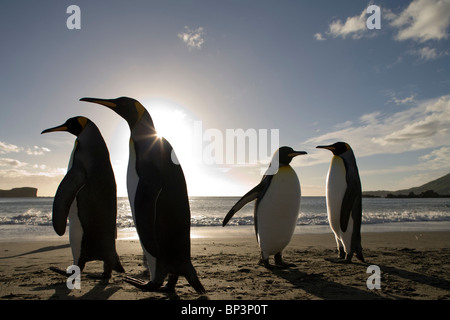 L'antarctique, South Georgia Island , le Manchot royal (Aptenodytes patagonicus) le long de la baie Cooper au lever du soleil sur le matin d'été Banque D'Images