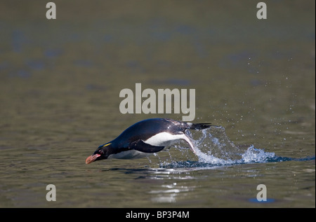 L'antarctique, la Géorgie du Sud , l'île des pingouins dans Macaroni rookery le long de la Baie d'Hercule sur l'après-midi d'été Banque D'Images