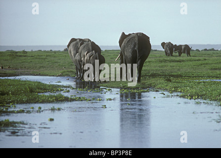 Troupeau d'éléphants éléphants avec les femelles et les veaux à pied à travers l'eau de piscine, swamp dans le Parc national Amboseli au Kenya Banque D'Images