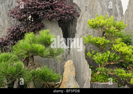 La famille de Bao garden, Huangshan, Chine. Autrefois le plus grand jardin privé en Chine. Noté pour de nombreux arbres bonsais. Banque D'Images