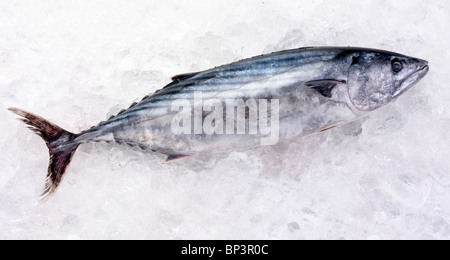 Ensemble de la BONITE SUR LA GLACE DE POISSON Banque D'Images
