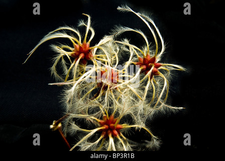 Clematis seed Banque D'Images