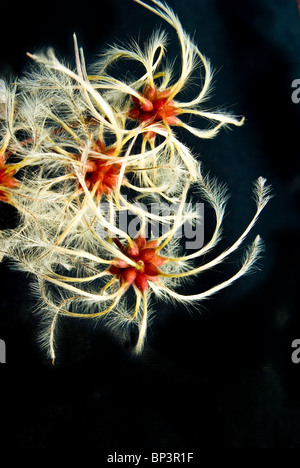 Clematis, étrange, belle tsemenata formes de la plante. Banque D'Images