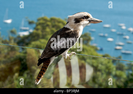 Laughing Kookaburra Pittwater Sydney NSW Australie Banque D'Images