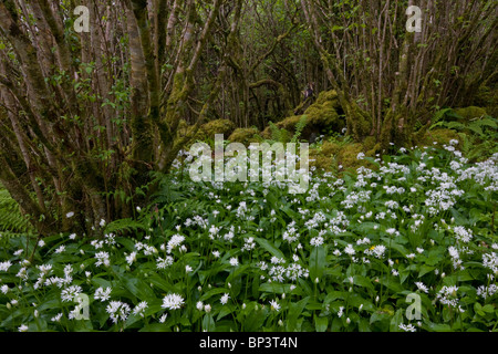 Belle Hazel coppice avec sous-bois dense de Ramsons ou ail sauvage, à Slieve Carran, le Burren, Eire Banque D'Images