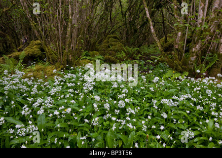 Belle Hazel coppice avec sous-bois dense de Ramsons ou ail sauvage, à Slieve Carran, le Burren, Eire Banque D'Images