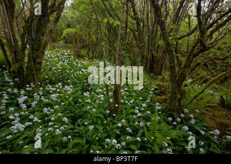 Belle Hazel coppice avec sous-bois dense de Ramsons ou ail sauvage, à Slieve Carran, le Burren, Eire Banque D'Images