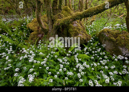 Belle Hazel coppice avec sous-bois dense de Ramsons ou ail sauvage, à Slieve Carran, le Burren, Eire Banque D'Images