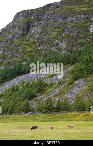 Bovins de l'espèce 'Vestlandsk Fjordfe' dans des champs herbeux sur l'île de Runde, sur la côte ouest de la Norvège, en Scandinavie. Banque D'Images